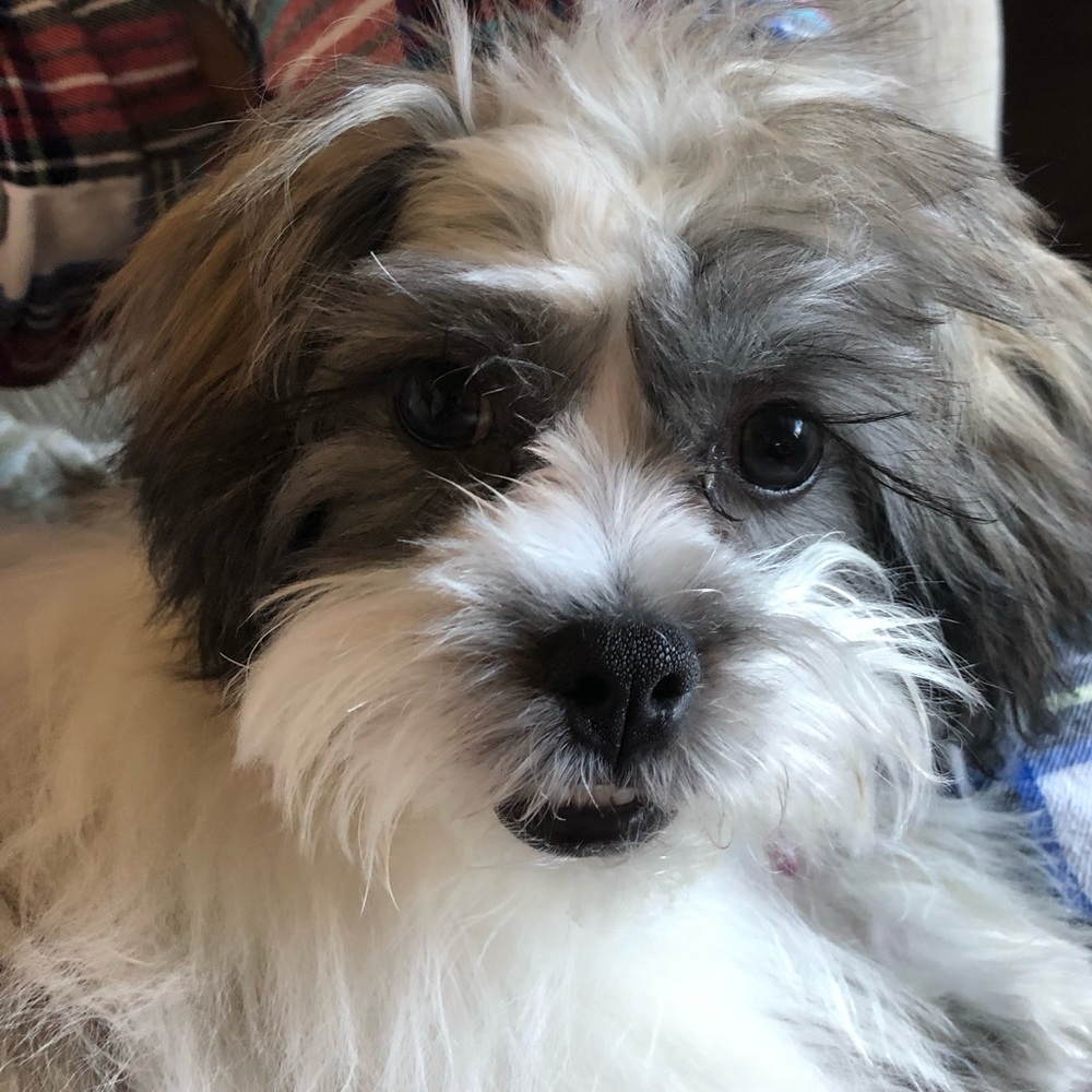 Meet your Posher, Sandy